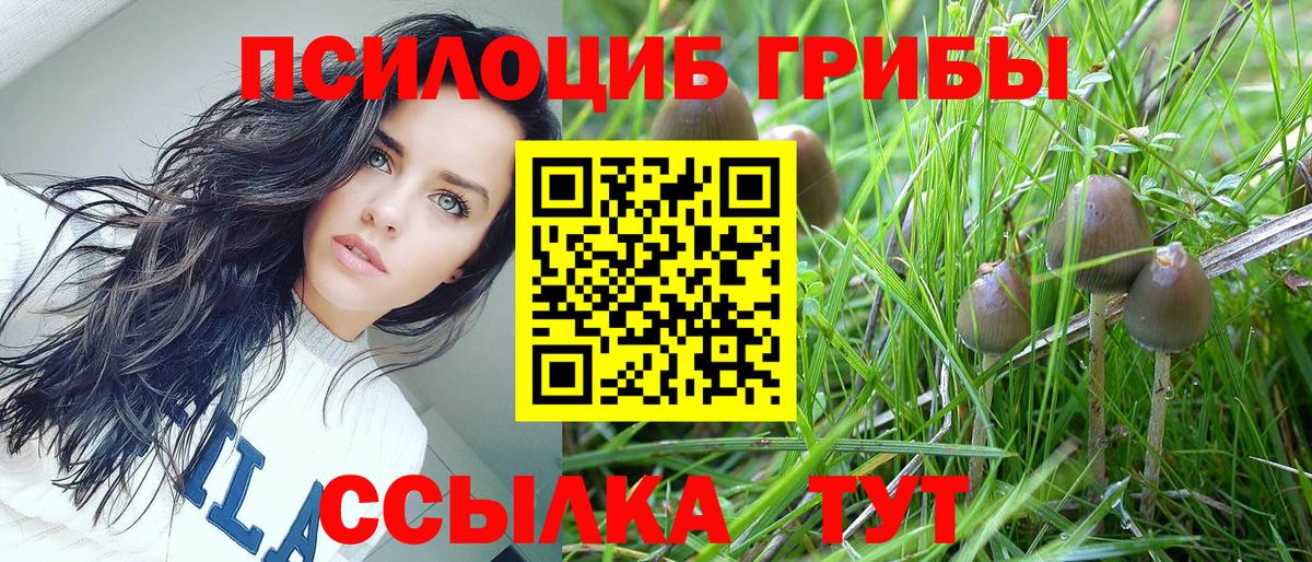 Псилоцибиновые грибы Psilocybine cubensis Волоколамск